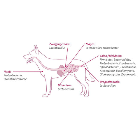 Omni Biotic Cat & Dog Pulver 60 g - Probiotika für Hunden bei Verdauungsprobleme