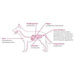 Omni Biotic Cat & Dog Pulver 60 g - Probiotika für Hunden bei Verdauungsprobleme
