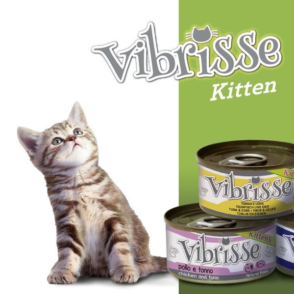 Kätzchen - Kitten &amp; Katzenbabies - junge Katzen